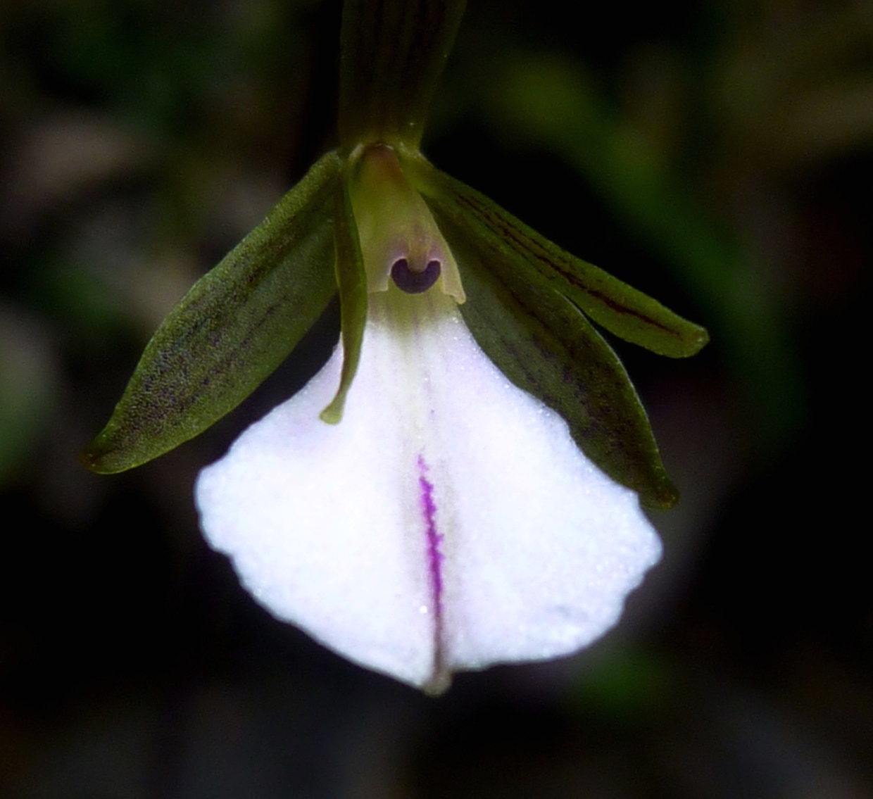 Caribbean beauties: Two new orchid species found
